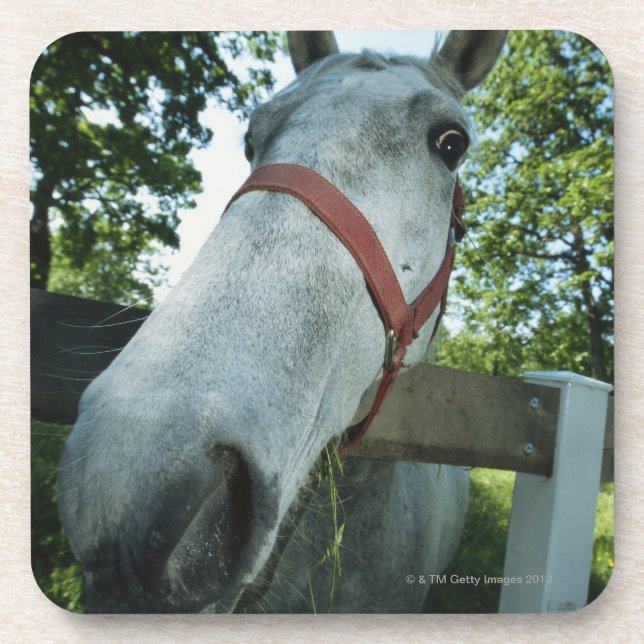 Posavasos Retrato del caballo (Frente)