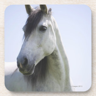 Posavasos retrato del caballo blanco