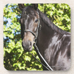 Posavasos retrato del caballo marrón 2