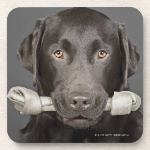 Posavasos Retrato del chocolate Labrador