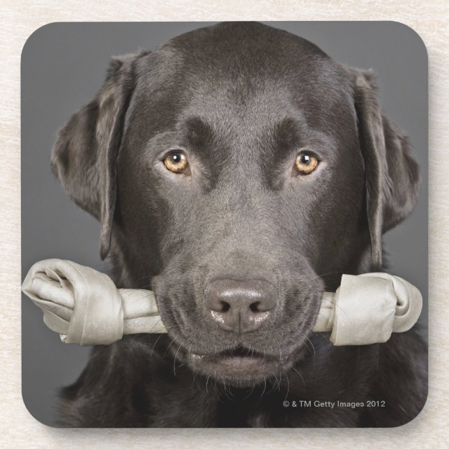 Posavasos Retrato del chocolate Labrador (Frente)