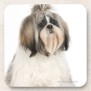Posavasos Retrato del estudio de Shih Tzu