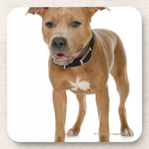 Posavasos Retrato del estudio del perrito americano 2 del