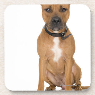 Posavasos Retrato del estudio del perrito americano 3 del