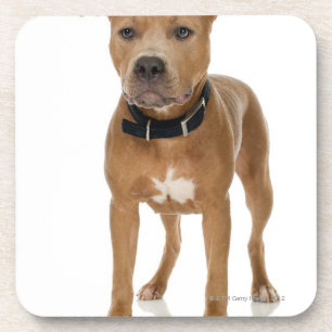 Posavasos Retrato del estudio del perrito americano del