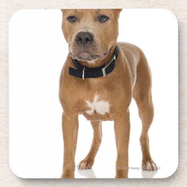 Posavasos Retrato del estudio del perrito americano del (Frente)