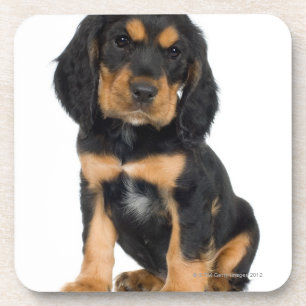 Posavasos Retrato del estudio del perrito de Rottweiler