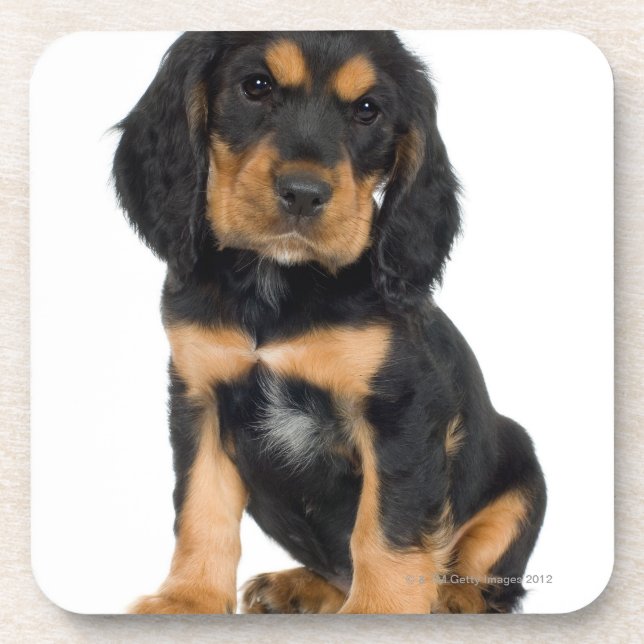 Posavasos Retrato del estudio del perrito de Rottweiler (Frente)