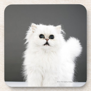 Posavasos Retrato del gatito