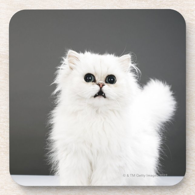 Posavasos Retrato del gatito (Frente)