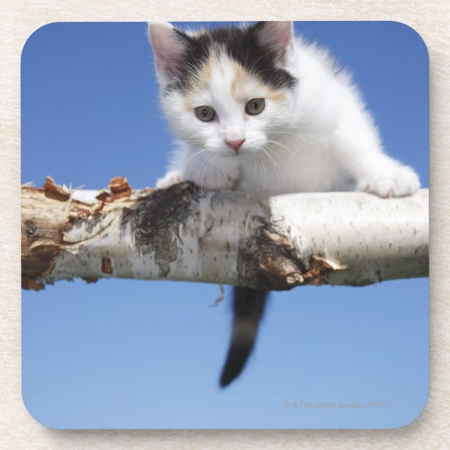 Posavasos Retrato del gatito (Frente)