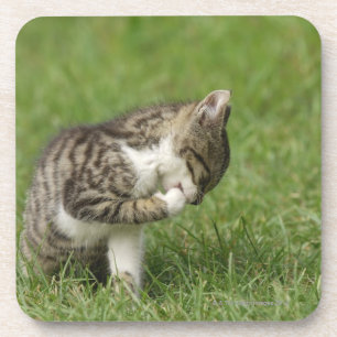 Posavasos Retrato del gato