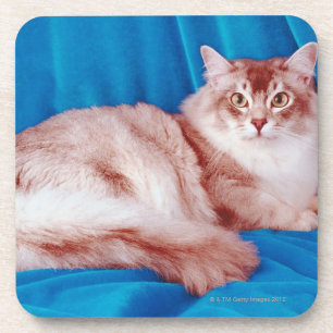 Posavasos Retrato del gato 3