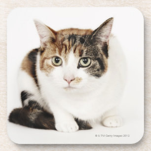 Posavasos Retrato del gato de calicó