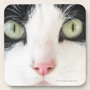 Posavasos Retrato del gato nacional