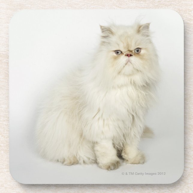 Posavasos Retrato del gato persa (Frente)