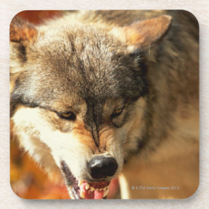 Posavasos Retrato del lobo que gruñe