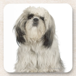 Posavasos Retrato del perrito de Terrier tibetano