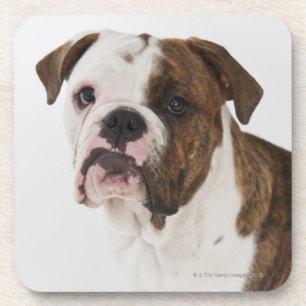 Posavasos Retrato del perrito lindo del bulldog
