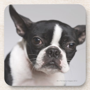 Posavasos Retrato del perro