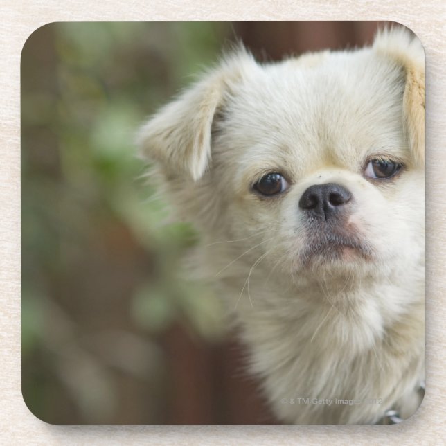 Posavasos Retrato del perro 2 (Frente)