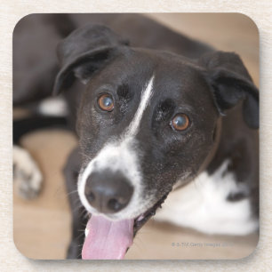 Posavasos retrato del perro negro
