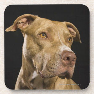 Posavasos Retrato del pitbull rojo de la nariz con negro