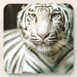 Posavasos Retrato del tigre