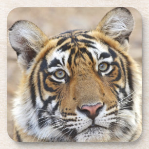 Posavasos Retrato del tigre real de Bengala, Ranthambhor