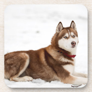 Posavasos Retrato espumoso siberiano chiquito