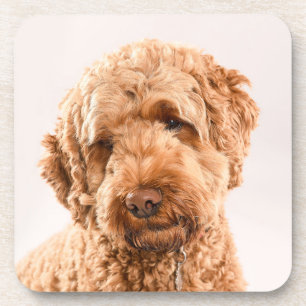 Posavasos Retrato Goldendoodle Studio