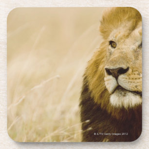 Posavasos Retrato masculino del león (Panthera leo), Masai
