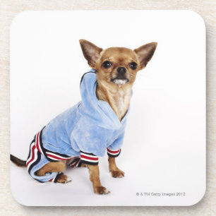 Posavasos Retrato peculiar de una chihuahua 2 de la taza de