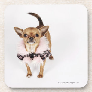 Posavasos Retrato peculiar de una chihuahua de la taza de t