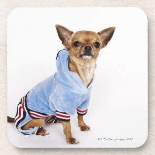 Posavasos Retrato peculiar de una chihuahua de la taza de t