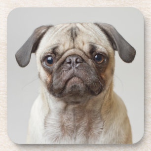 Posavasos Retrato Pug