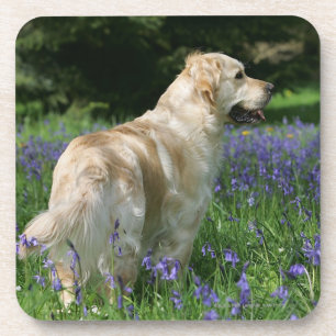 Posavasos Retreiver de oro en flores