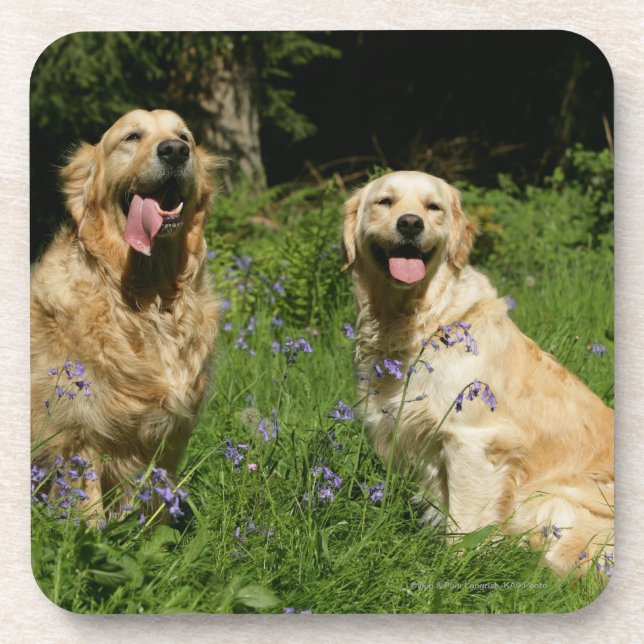 Posavasos Retreivers de oro en hierba (Frente)