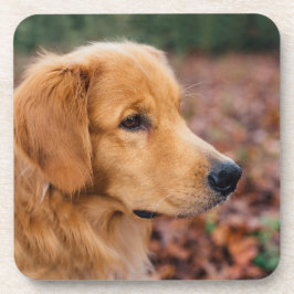Posavasos Retriever Dorado