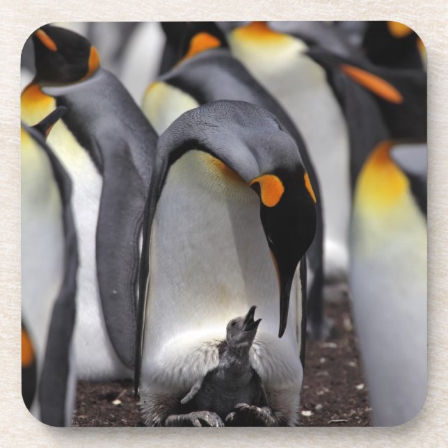 Posavasos Rey pingüino con el polluelo (Frente)