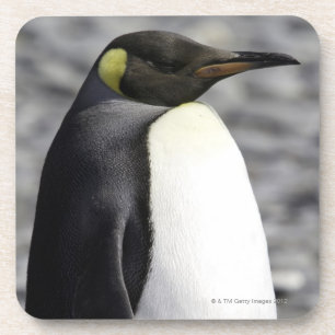 Posavasos Rey pingüino, llano de Salisbury, Georgia del sur