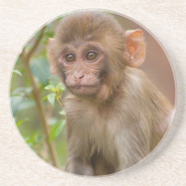 Posavasos Rhesus Monkey Baby, Templo de Mono, Jaipur (Frente)