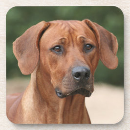 Posavasos Rhodesian Ridgeback onderzetters