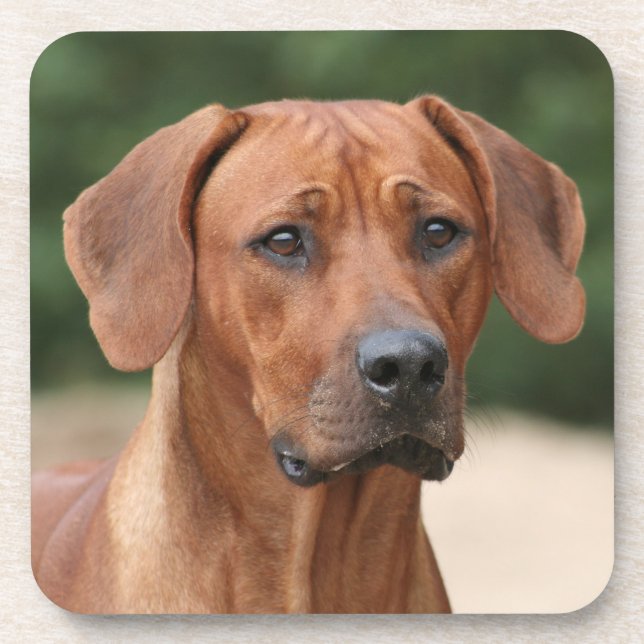 Posavasos Rhodesian Ridgeback onderzetters (Frente)