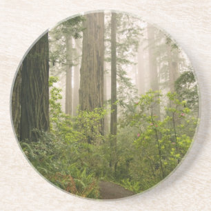 Posavasos Rhododendron floreciendo entre las Redwoods de la 