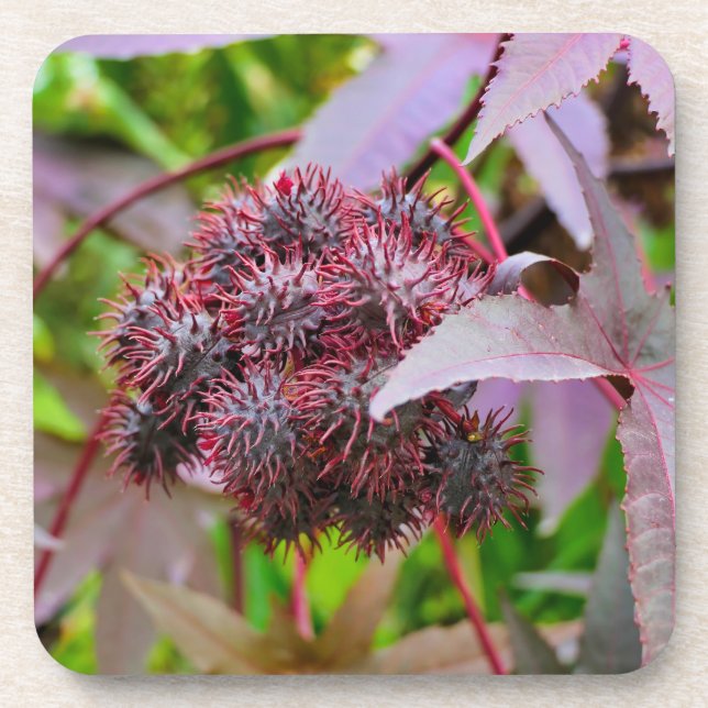 Posavasos Ricinus communis (Frente)
