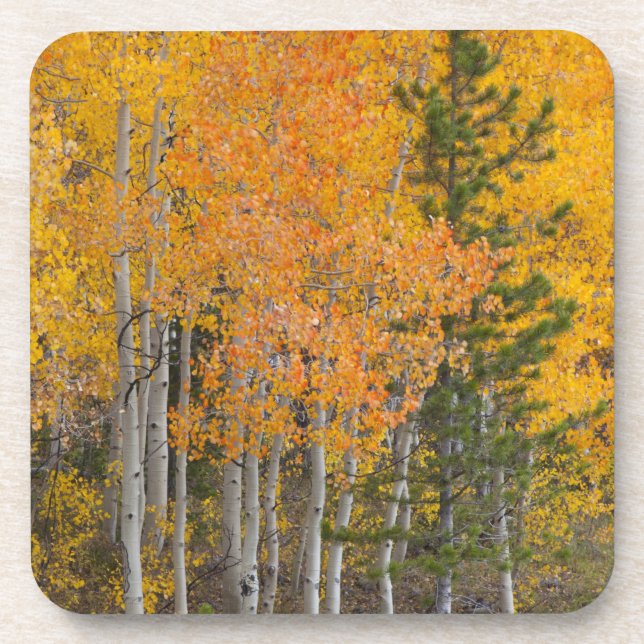 Posavasos Río Provo y álamos (Frente)