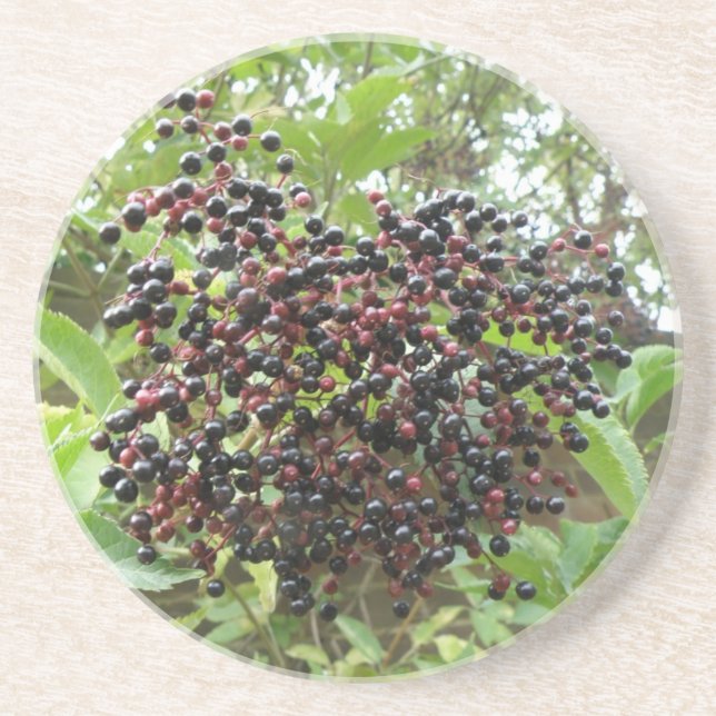 Posavasos Ripening Elderberries Coasters (Frente)