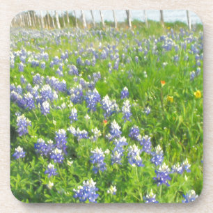 Posavasos Roadside Bluebonnets