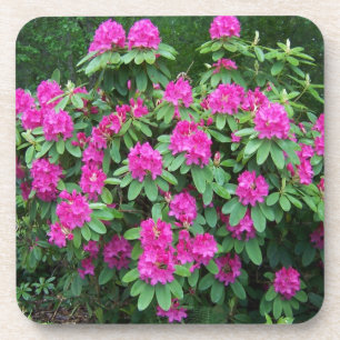 Posavasos Rododendro del bosque
